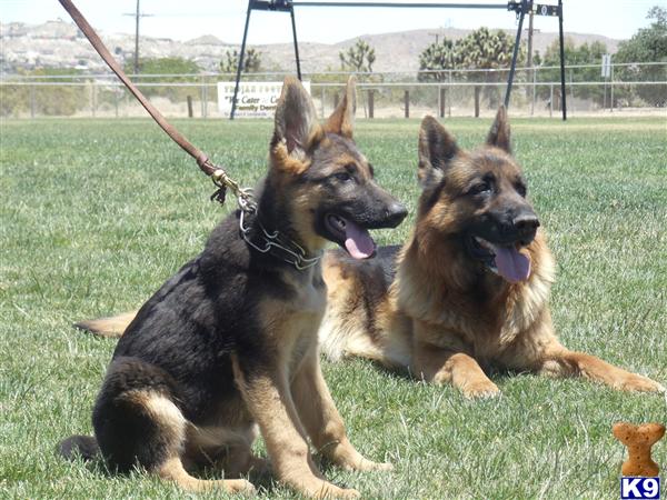 Puppies in Yucca valley